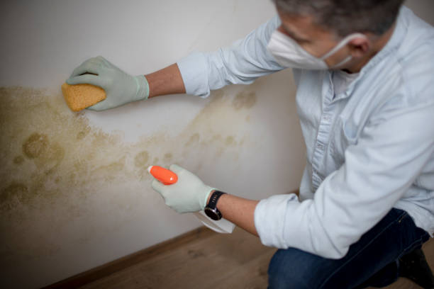 Best Basement Mold Remediation in Northlakes, NC