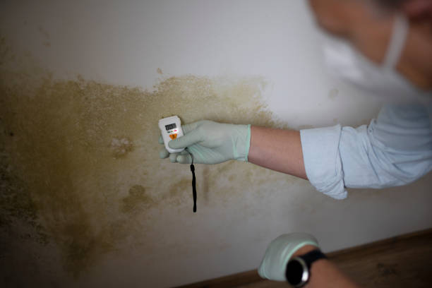 Best Insurance-Related Mold Remediation in Northlakes, NC