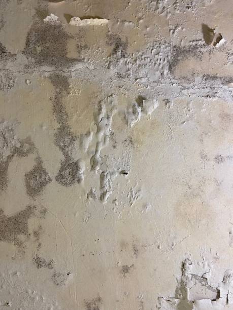 Best Insurance-Related Mold Remediation in Northlakes, NC